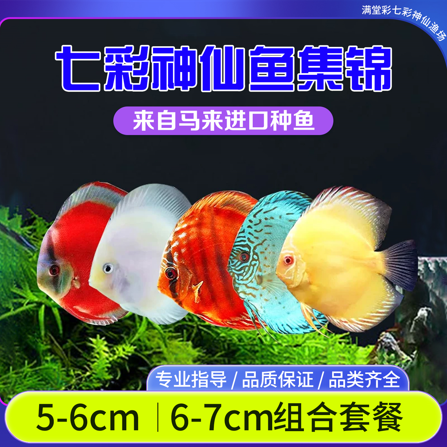 精品热带观赏鱼七彩神仙鱼活体鱼苗阿莲卡财神雪玉天子蓝渔场直销
