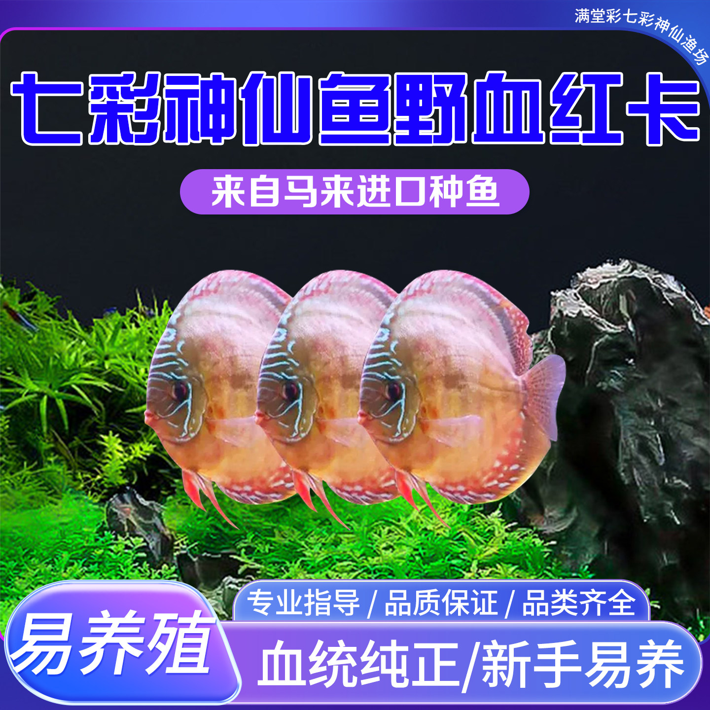 野血红卡马来七彩神仙观赏鱼苗活体淡水热带草缸造景路损包赔免邮