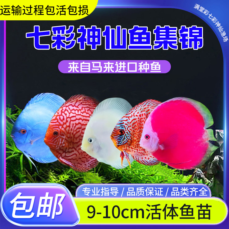 七彩神仙观赏鱼精品热带小型鱼