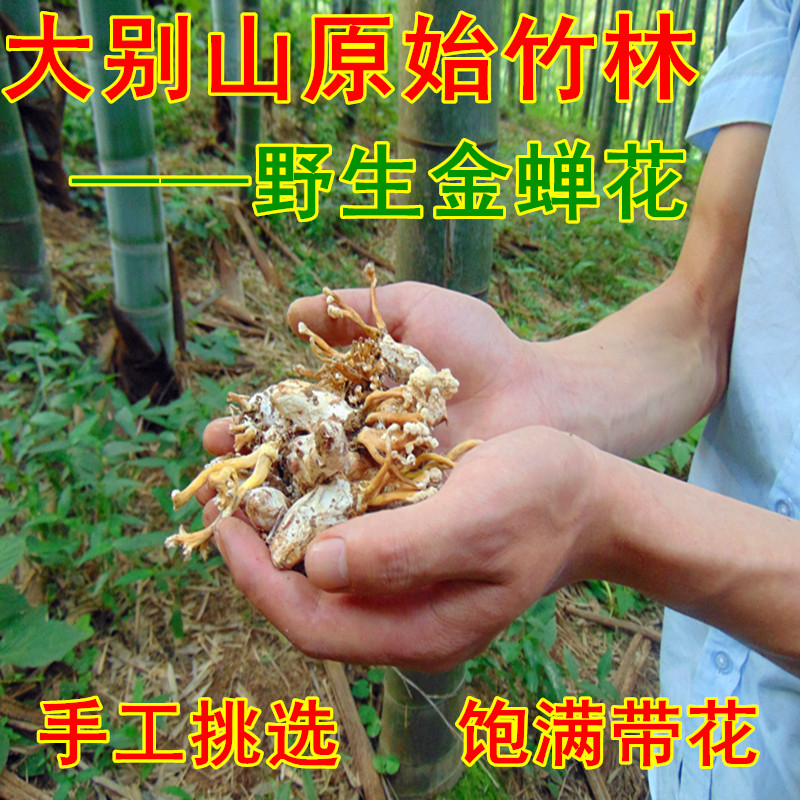 新货大别山竹林250g包邮金蝉花