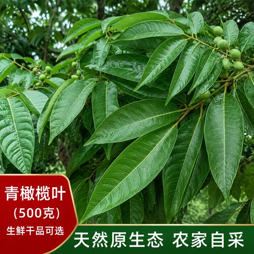 新鲜野生青榄叶现摘非干品中药材