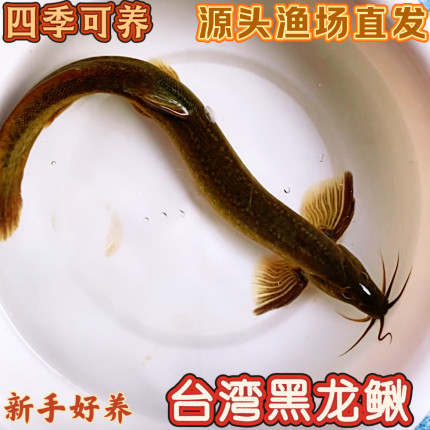 超大特大台湾黑龙鳅观赏鱼冷水鱼垃圾鱼好养耐活淡水鱼有龙形堕龙