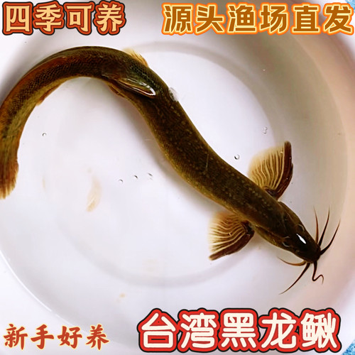 正宗原生台湾黑龙鳅观赏鱼