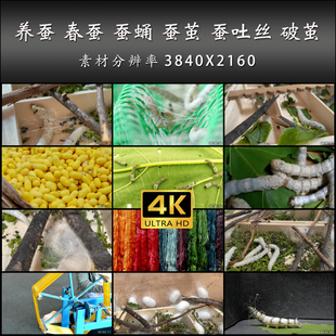 养蚕 春蚕 蚕蛹 蚕茧 蚕吐丝 破茧 丝绸 高清 实拍 4K 视频素材