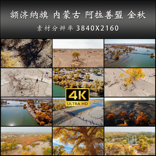额济纳旗 内蒙古 阿拉善盟 金秋 胡杨林 高清 实拍 4K 视频素材