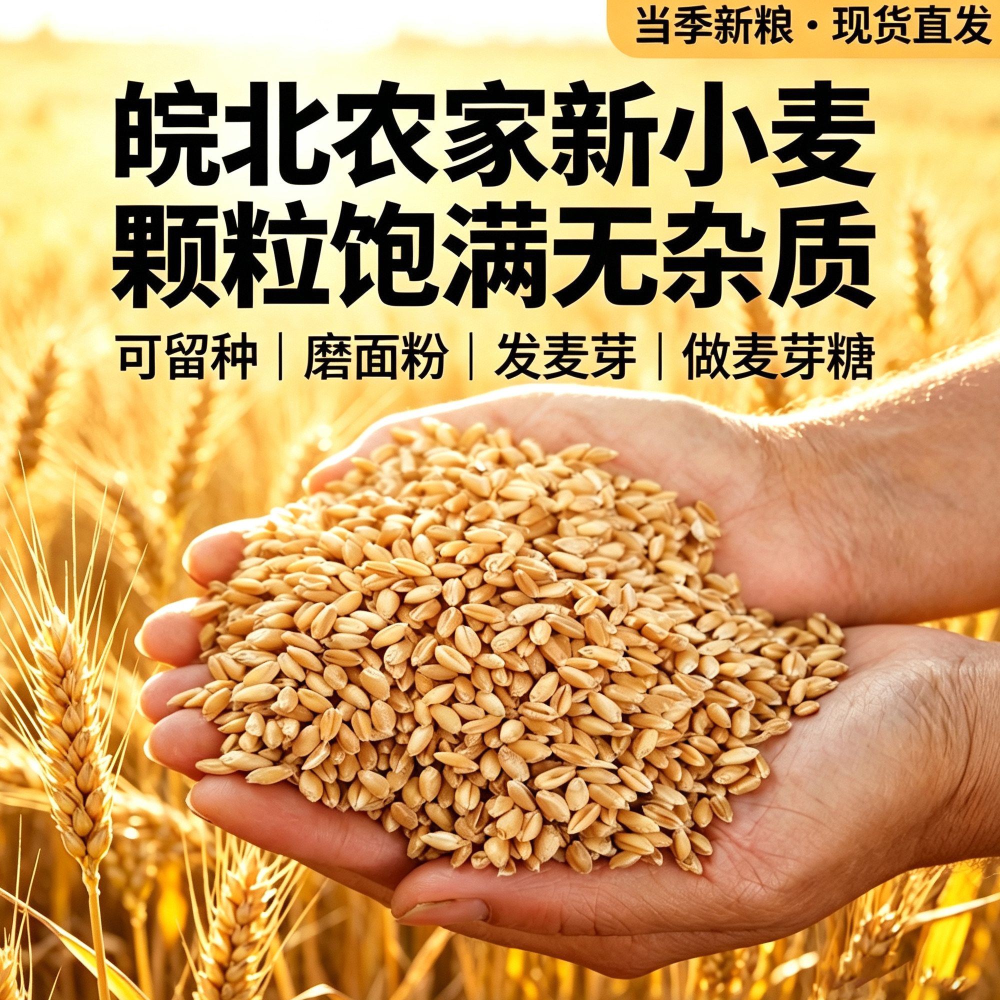 2026年新小麦粒种子带皮磨面食用农家干麦子粒发芽麦芽糖酿酒鱼鸡