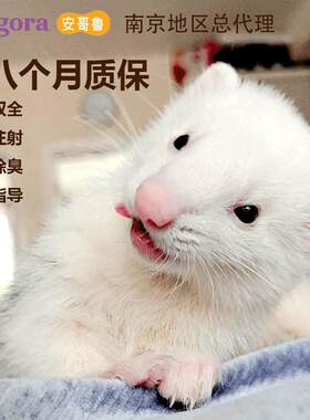安哥鲁宠物貂活体雪貂宝南京总代