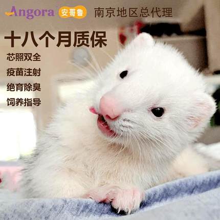 安哥鲁宠物貂雪貂活体安格鲁雪貂宝幼崽宿舍懒人萌宠活物南京总代