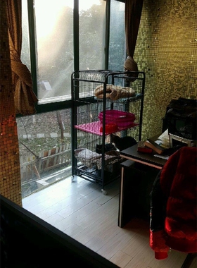 #南京高端自由式宠物寄宿寄养# - 大型犬VIP