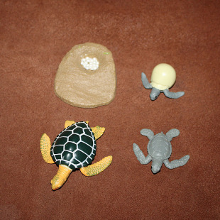 海龟成长过程 海洋生物场景 safari 仿真动物模型玩具摆件