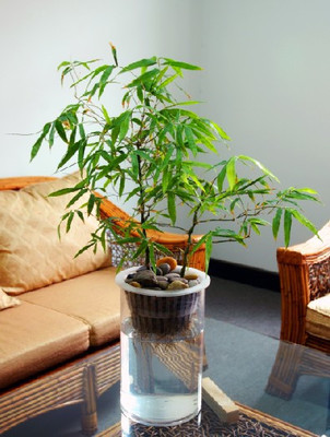 水培花卉-水培佛肚竹-办公室净化空气植物无土栽培-漂亮更干净在类目 鲜花速递/花卉仿真/绿植园艺, 花卉/绿植盆栽（新）, 绿植中 - 来自Buy2taobao.com提供专业的淘宝代购服务