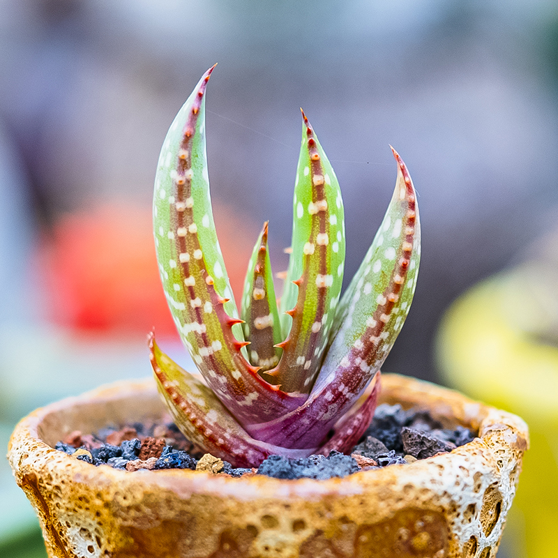 红暗血帝王 芦荟 实生多肉植物控养沙生植物Aloe microstigma