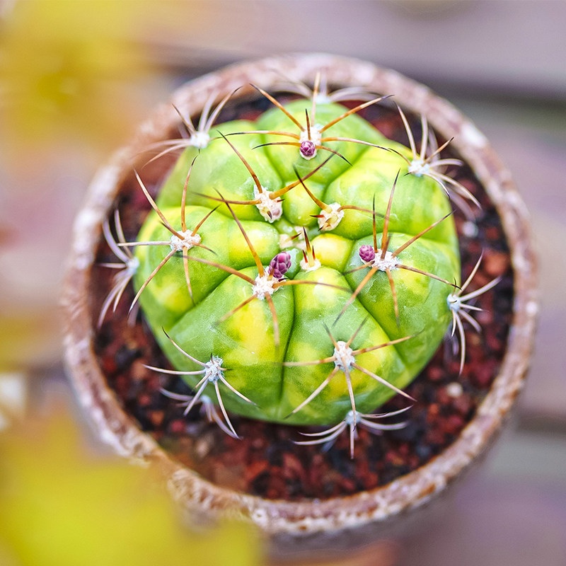 良宽锦实生仙人球沙生植物gymnocalycium chiquitanum variegata