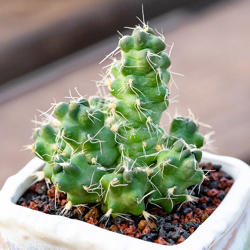 山小介子 团扇仙人球多肉植物开红花Opuntia subterranea