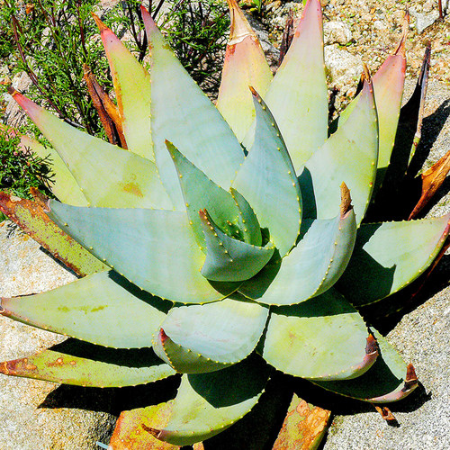 Aloe comptonii 康普顿芦荟一物一拍籽播实生多肉植物