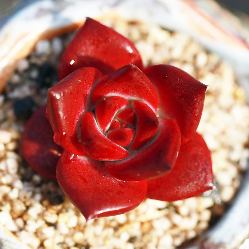 罗宾 正版多肉植物东云系echeveria  romeo rubin 多肉  乌木