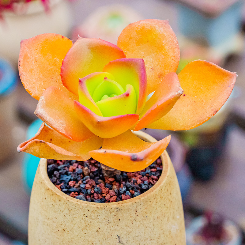 镜狮子法师 莲花掌属aeonium nobile 多肉植物 老桩