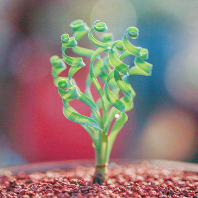 宽叶弹簧草超卷多肉植物球根奇趣