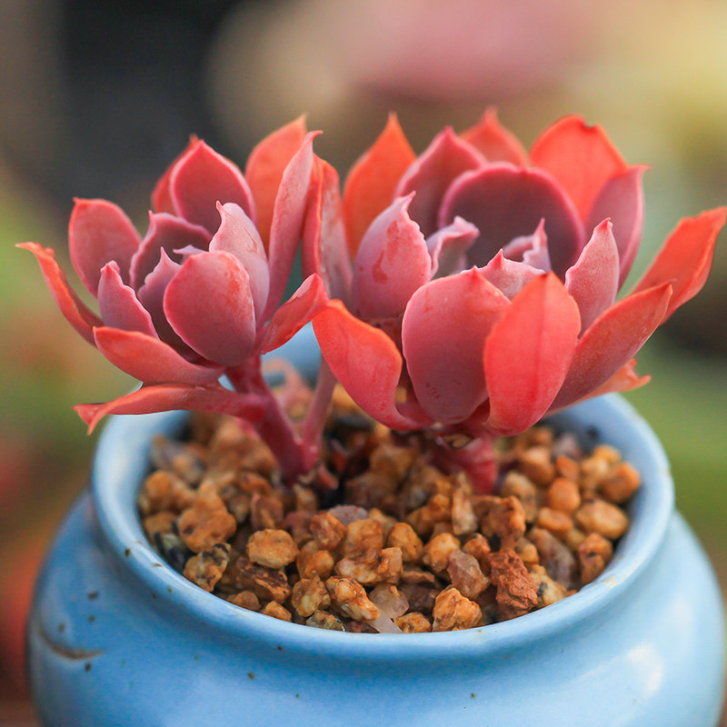 祗园之舞多肉植物多头群生老桩精养控养一物一怕