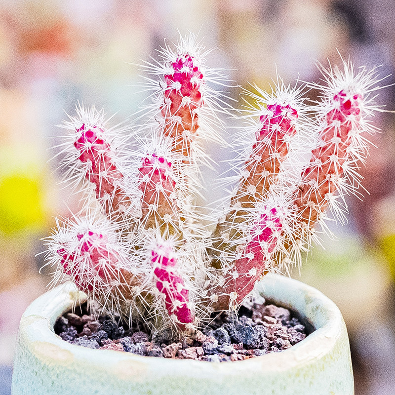 松鼠团扇 迷你泰迪团扇 一物一拍仙人球多肉植物
