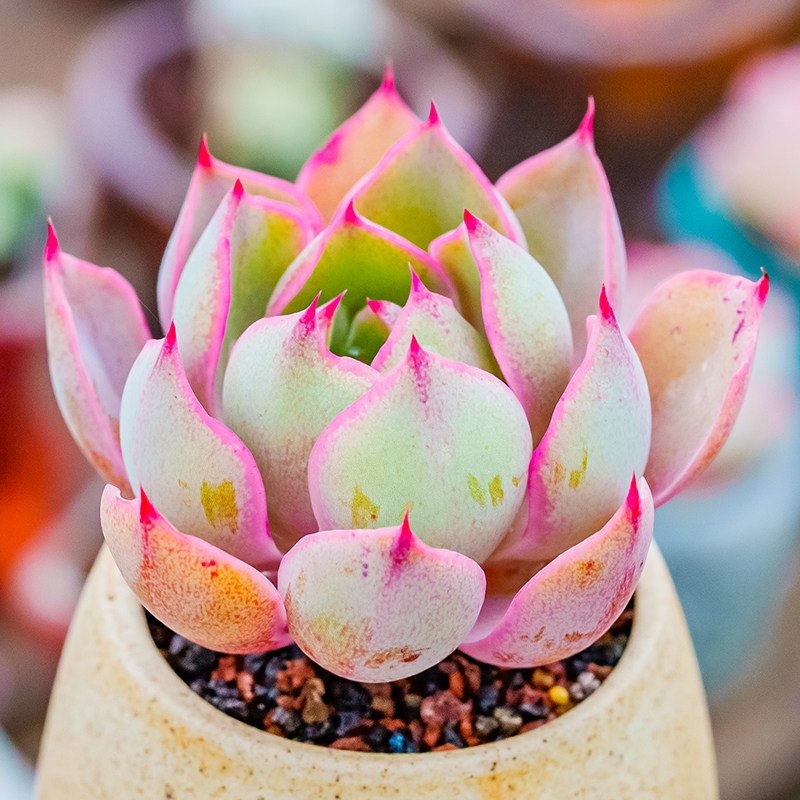赫拉 多肉杂交新品精品控养echeveria hera 阳台群生多头老桩