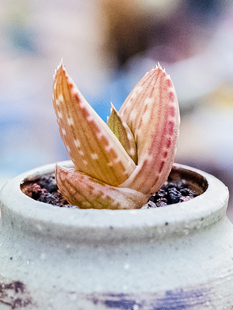 花蟹丸 Aloe gariepensis 酔鬼亭实生籽播一物一拍芦荟多肉植物