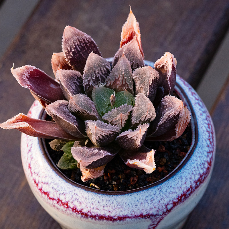 白帝城 瓦苇属十二卷属多肉植物透窗haworthia hakutei-jyo