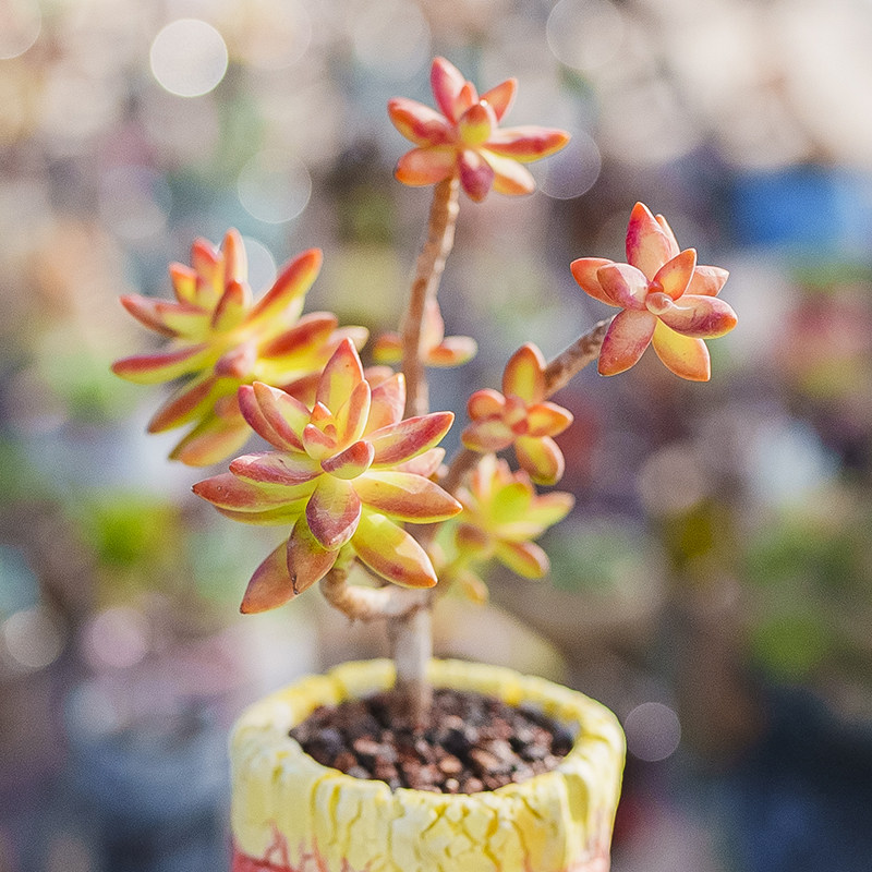 加州落日 多肉植物 肉肉植物 造型老桩sedum adolphii firestorm