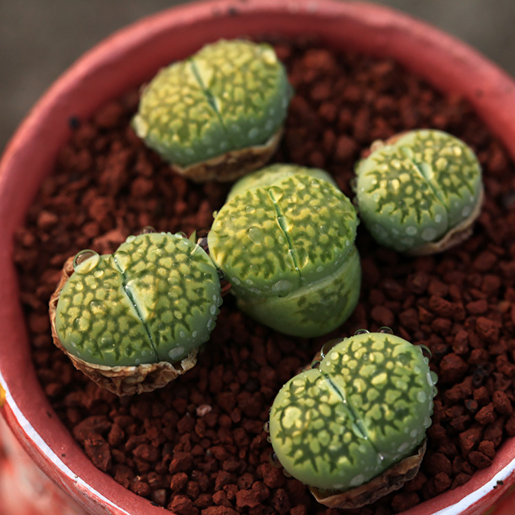 多肉植物 生石花 绿福来 屁屁花 屁股花 石头花 c56a