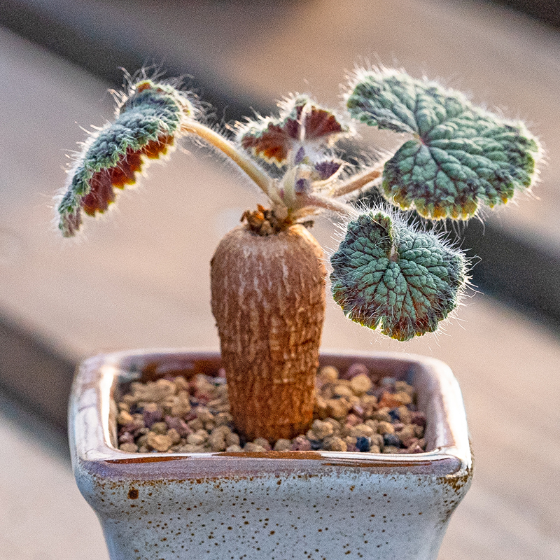 圆叶洋葵多肉植物Pelargonium