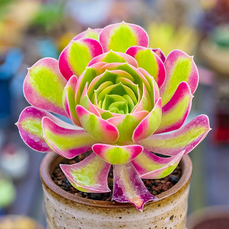 粉女巫 莲花掌属法师老桩多头群生多肉植物精品一物一拍控养