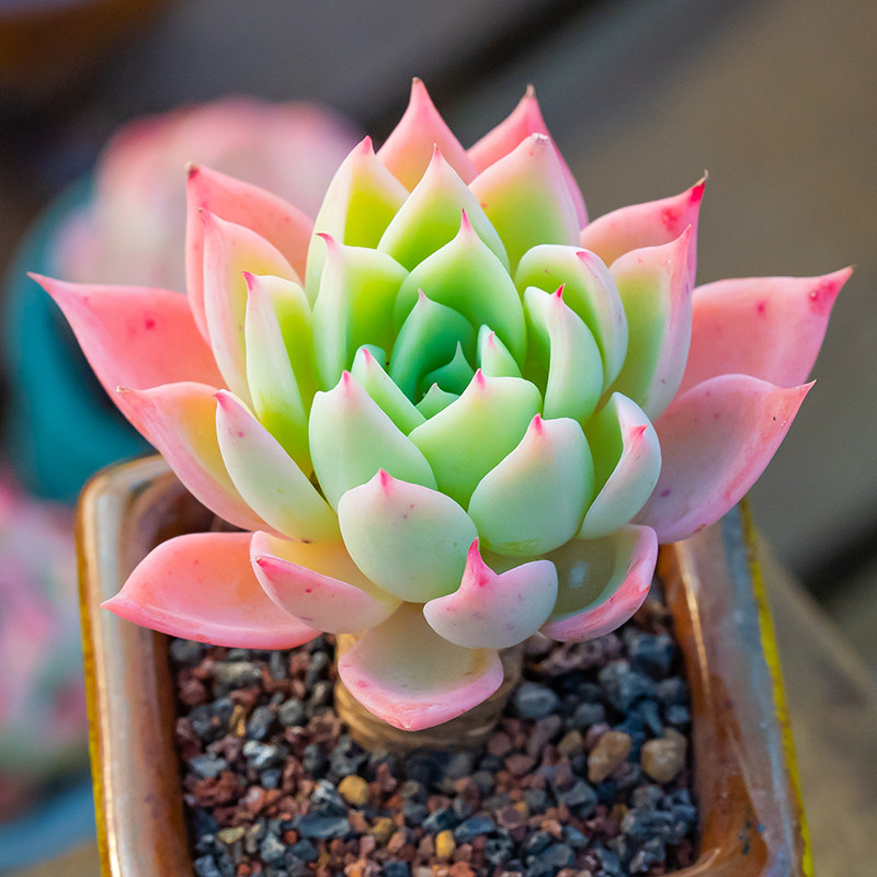 三色堇精养多头控养露养进口多肉植物echeveria pansy