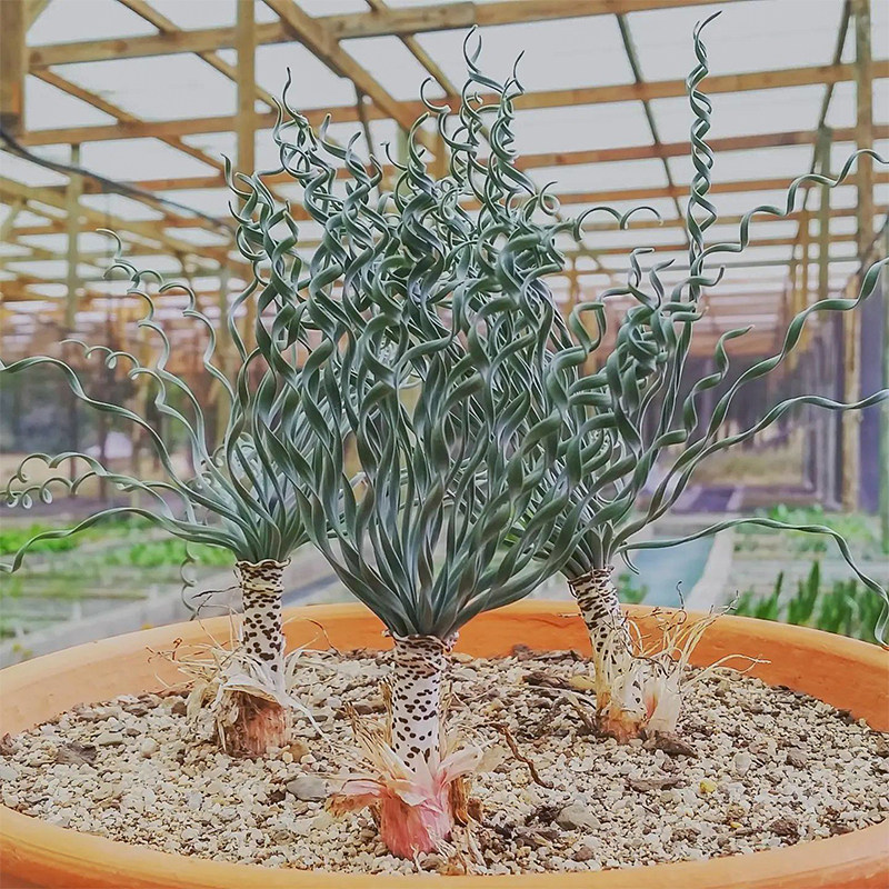 gethyllis britteniana 球根 g属香果石蒜属多肉植物稀有球根