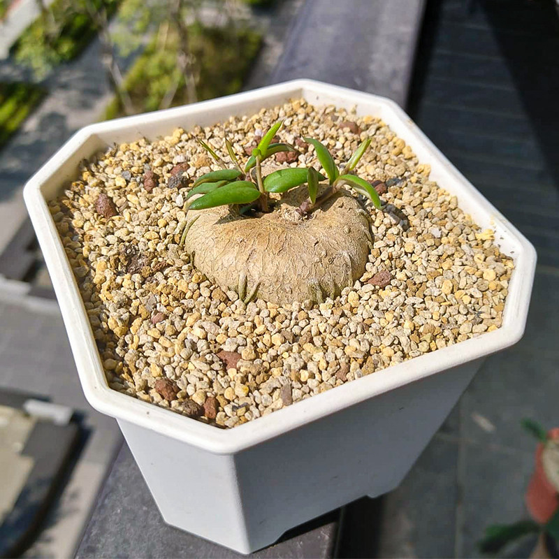 吊灯花 萝藦科 爬藤块根 多肉 植物ceropegia africana barklyi