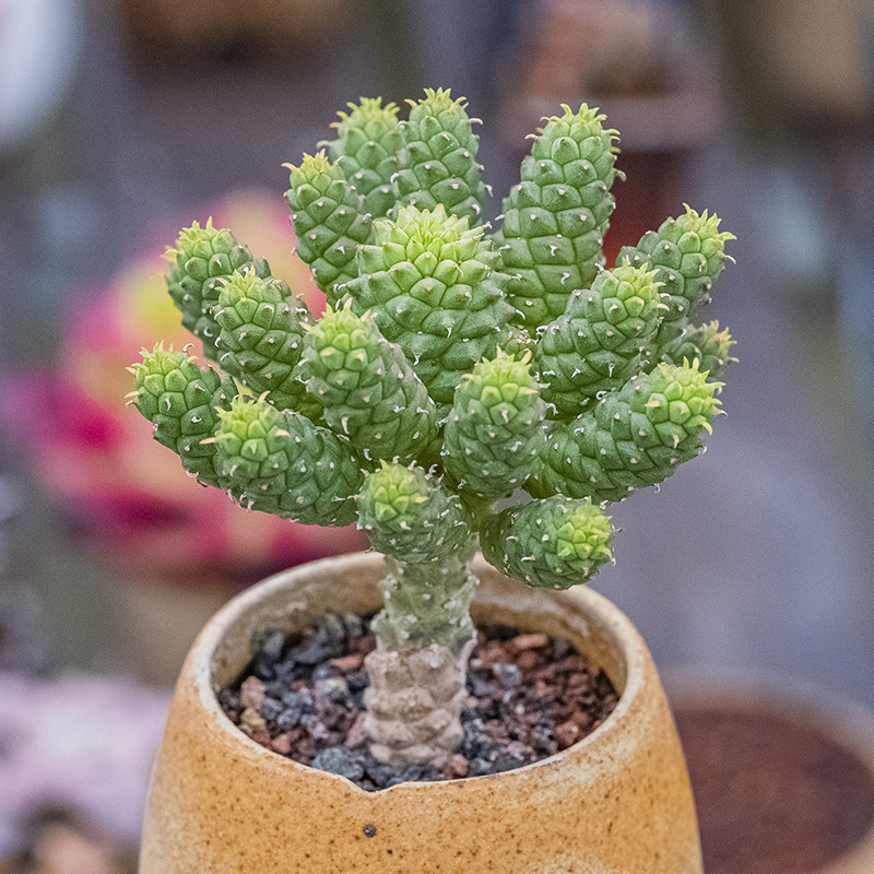 孔雀丸大戟科多肉植物块根沙生植物精品euphorbia flanaganii