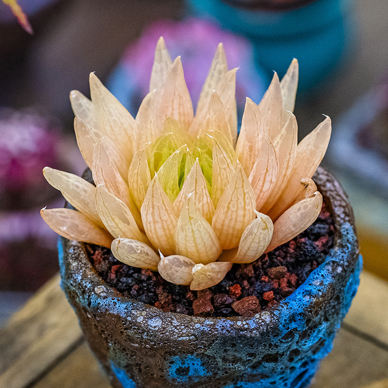 haworthia transiens 原始玉露多肉植物瓦苇属十二卷属精品