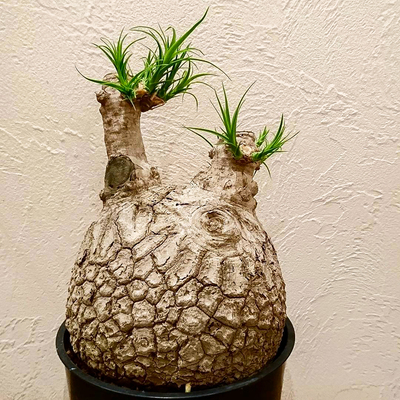 龟甲酒瓶兰 籽播实生迷人龟裂纹块根多肉植物Beaucarnea