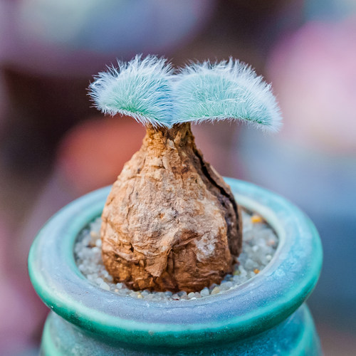 毛叶柔石蒜 毛叶苔花石蒜绒叶石蒜眼睫毛Strumaria villosa