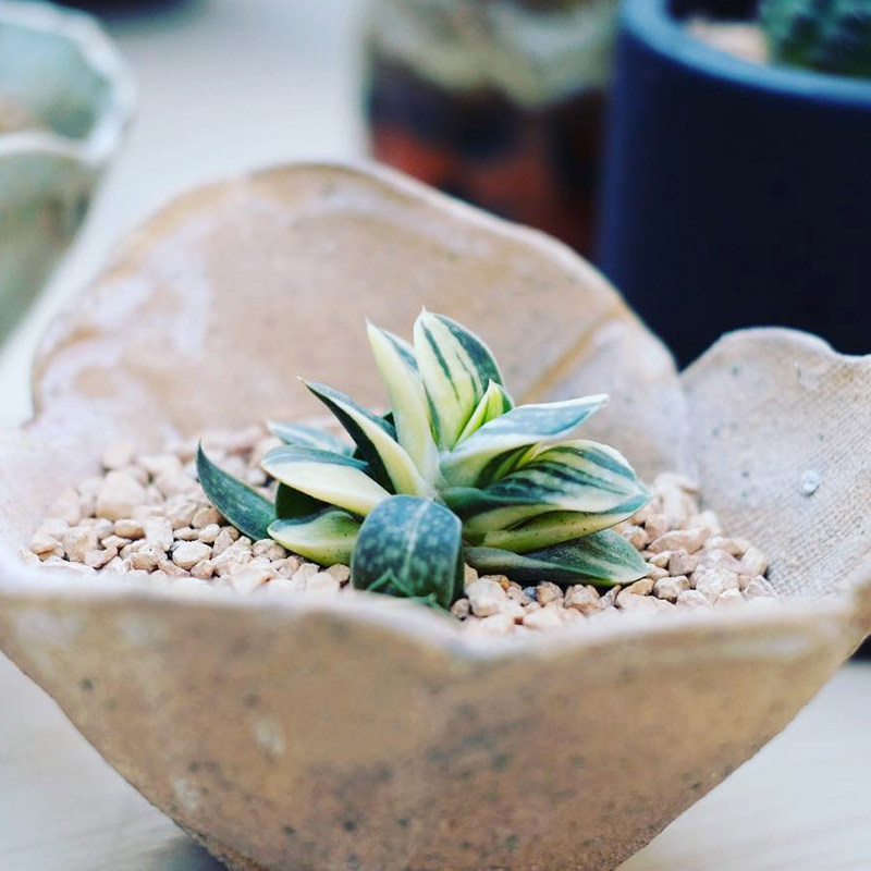 多肉植物子宝锦多少钱 多肉植物子宝锦优惠券免费领取 有条鱼