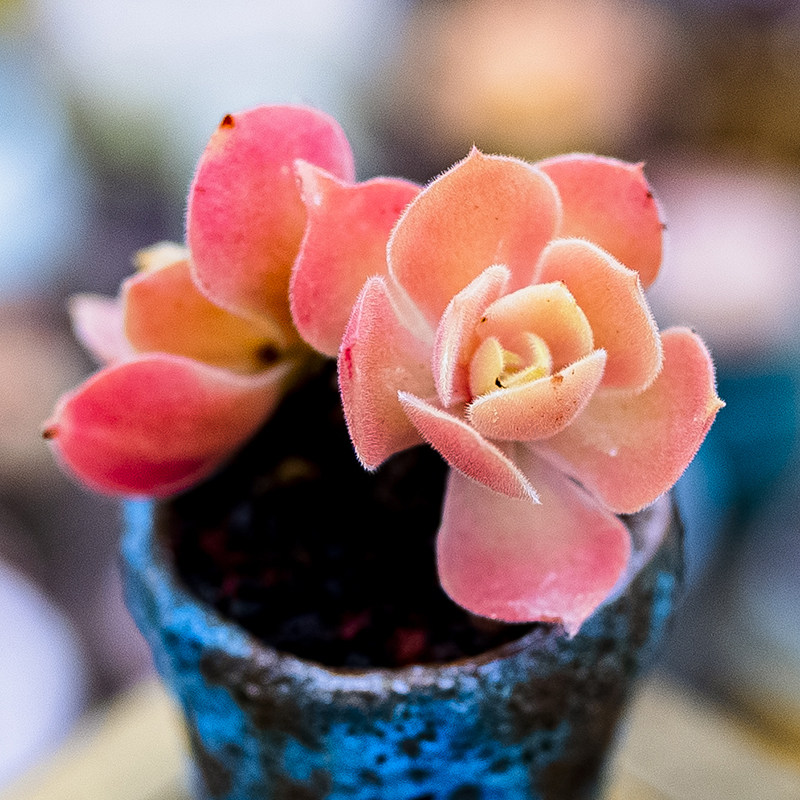 longithyrsum实生精品 多肉植物 大棚直销 莲花掌属 新品种