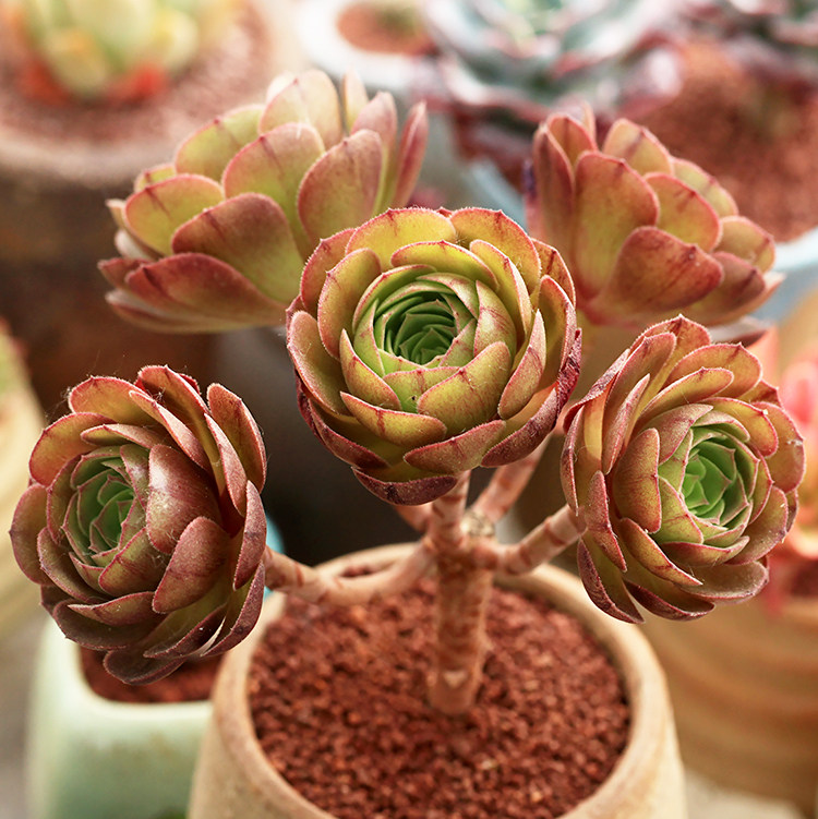 紫羊绒 黑法师 裸金属万圣节八尺镜