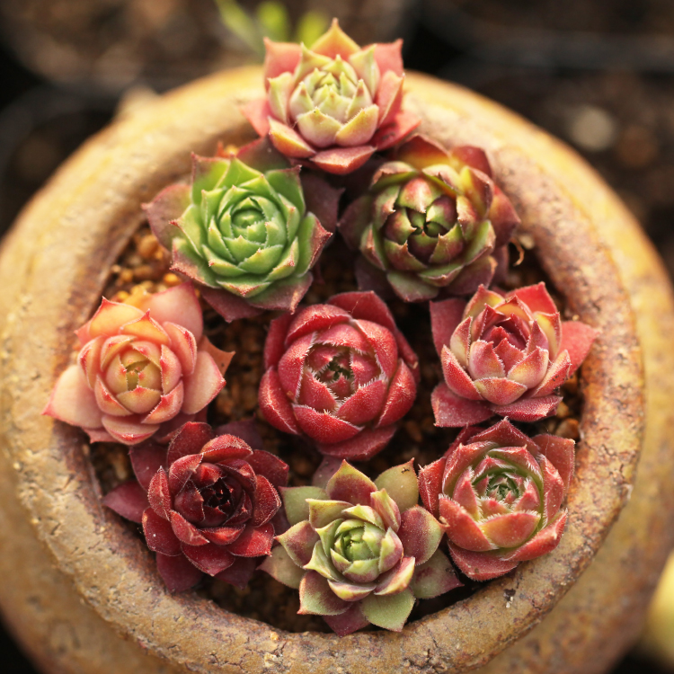 长生草属 园艺品种  多肉植物 大棚直销 肉肉植物 随机