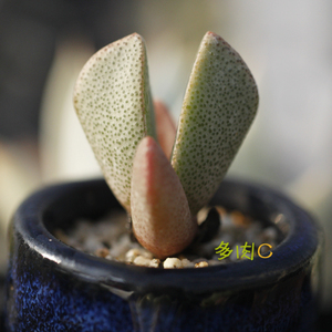 扇贝 多肉植物 大棚直销肉肉植物 对叶花属