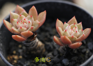 斯嘉丽 多肉C-大棚直销 多肉植物 绿香槟