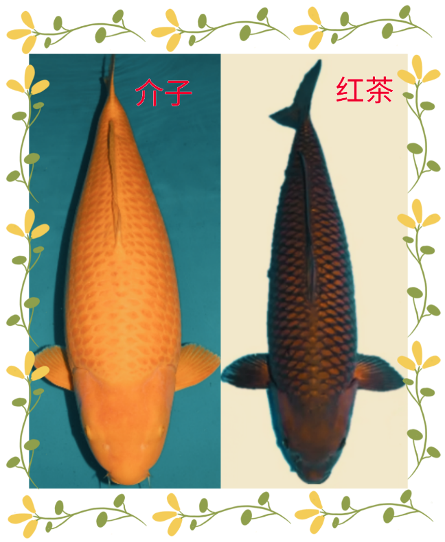 锦鲤介子  红茶  锦鲤 锦鲤鱼 观赏鱼 淡水鱼 活体锦鲤