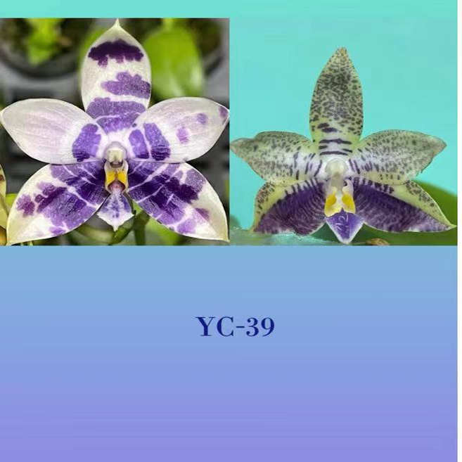2.5寸 YC39 柳林蓝野稚交柳林蓝猫头鹰图片