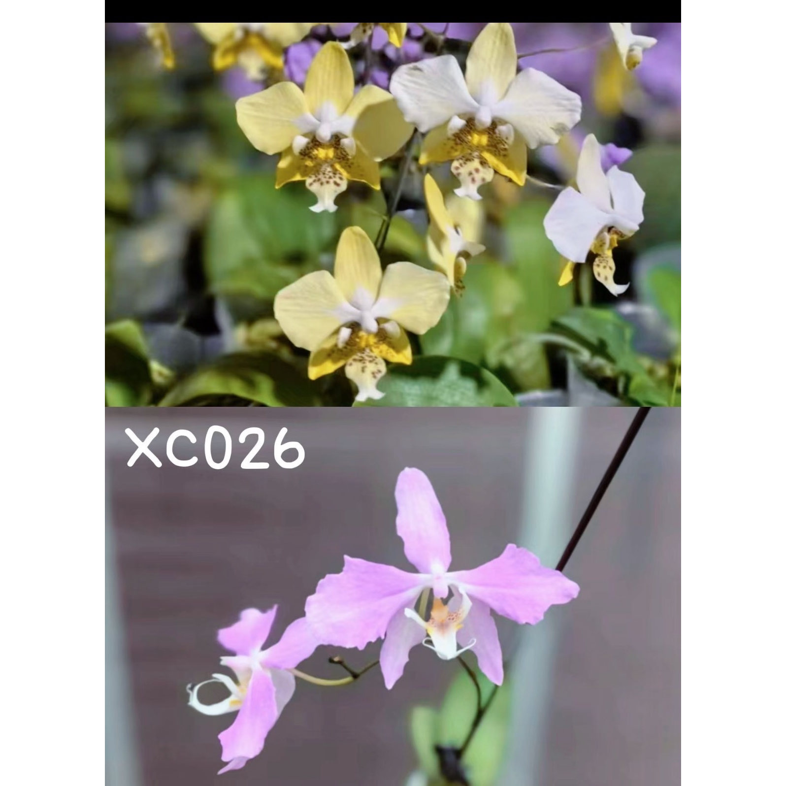太阳史 交 粉桑德XC026图片