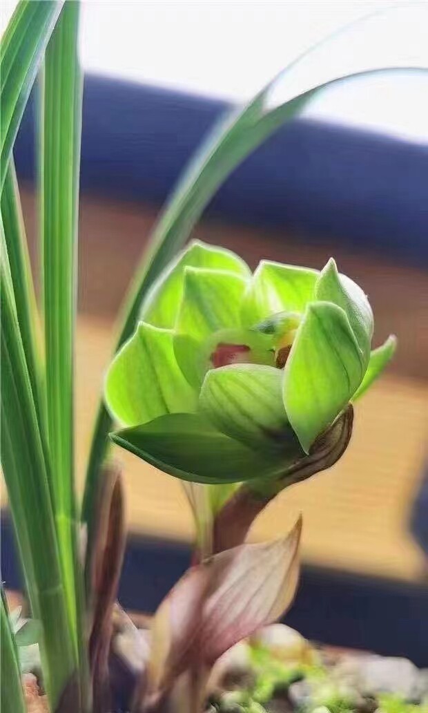 春兰皇后老种绿云 兰花