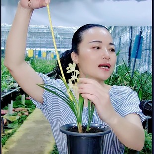 蝶恋兰园直播间兰花