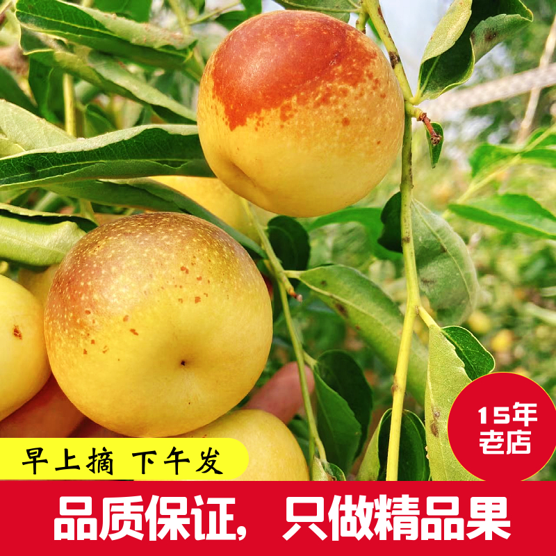 山东沾化冬枣当季鲜枣新鲜水果脆枣甜精品孕妇枣子特级大枣现摘